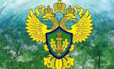 Экологические новости и полезная информация в Екатеринбурге Информация от Росприроднадзора